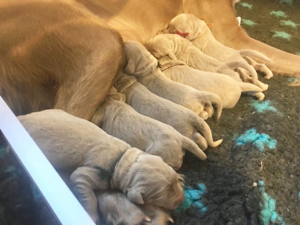 De L'Ambre d'Espoir Des Hdf - Des bébés nés au petit matin pour la fête des mères, quelle joie !