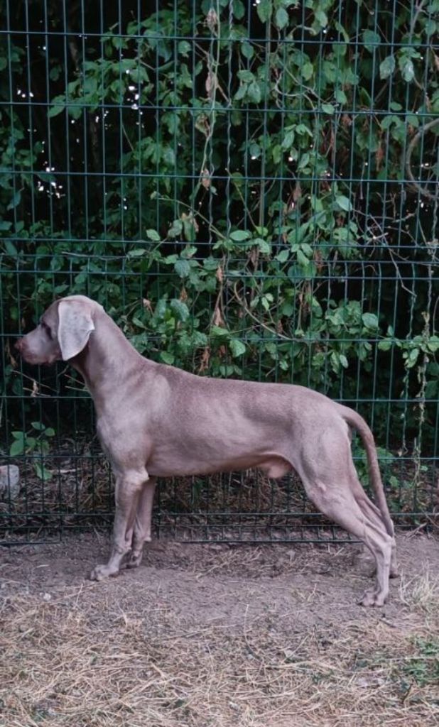 CH. Pharell De L'Ambre d'Espoir Des Hdf