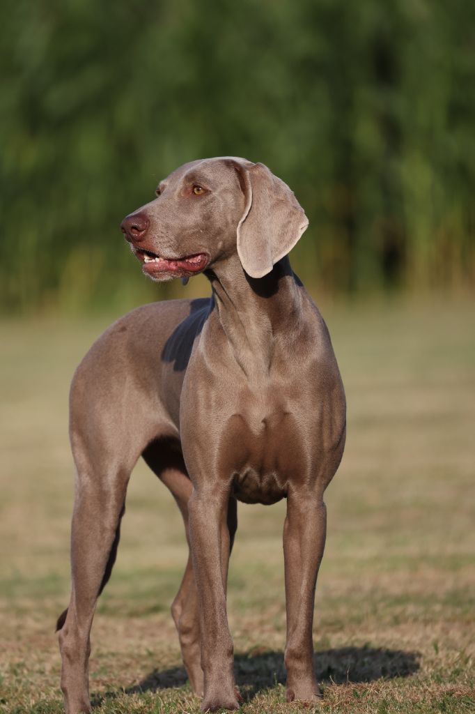 CH. Purple reign De L'Ambre d'Espoir Des Hdf