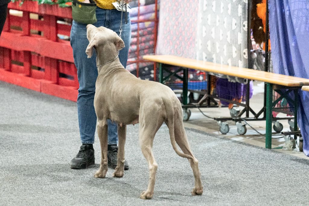 CH. Purple reign De L'Ambre d'Espoir Des Hdf