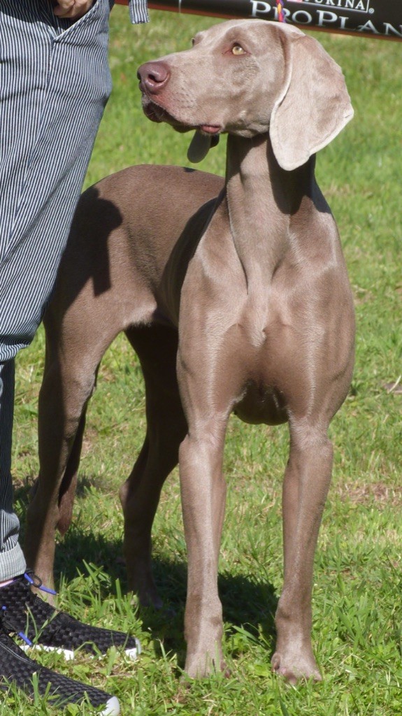 CH. Purple reign De L'Ambre d'Espoir Des Hdf