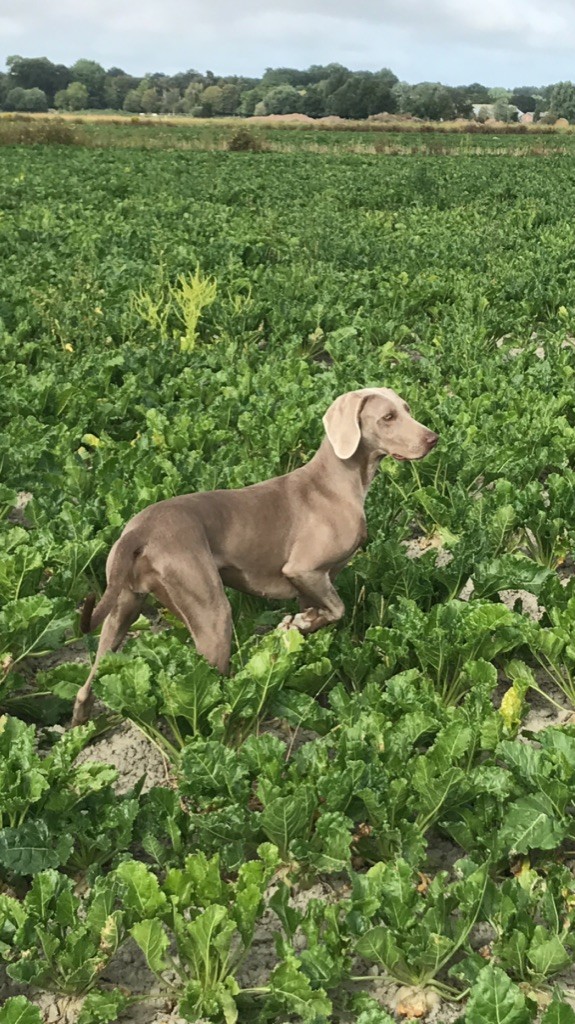 CH. Purple reign De L'Ambre d'Espoir Des Hdf