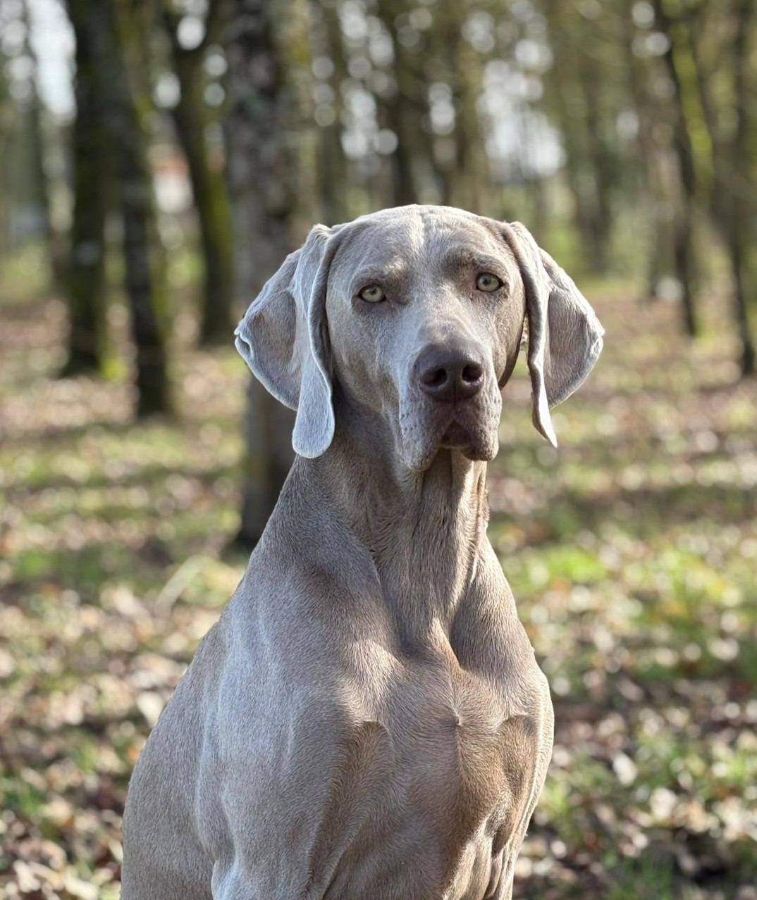 Toscane des Guerriers D'Argent