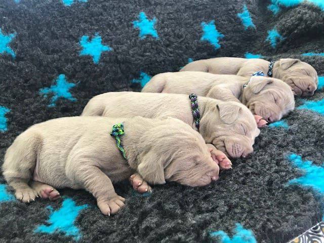 De L'Ambre d'Espoir Des Hdf - Bonne nouvelle, des bébés arrivent très prochainement ! ?