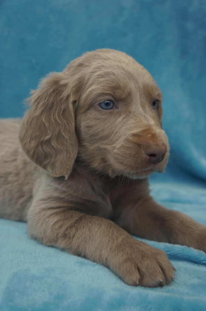De L'Ambre d'Espoir Des Hdf - Chiots disponibles - Braque de Weimar