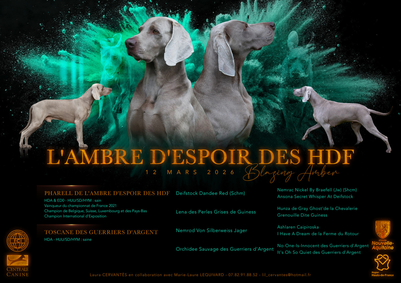 De L'Ambre d'Espoir Des Hdf - Braque de Weimar - Portée née le 12/03/2026