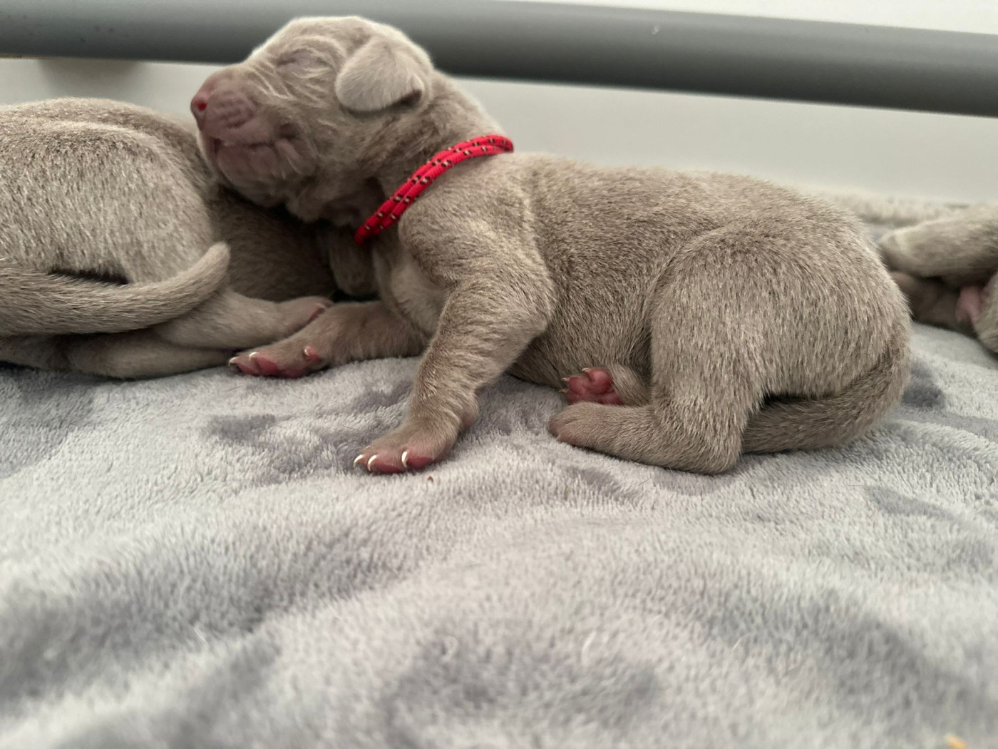 De L'Ambre d'Espoir Des Hdf - Chiots disponibles - Braque de Weimar