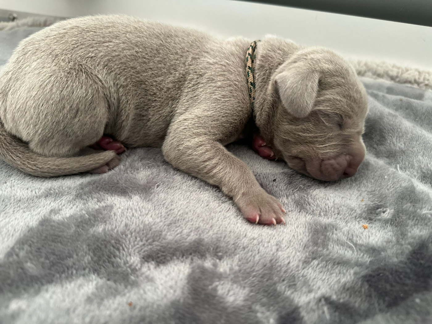 De L'Ambre d'Espoir Des Hdf - Chiots disponibles - Braque de Weimar