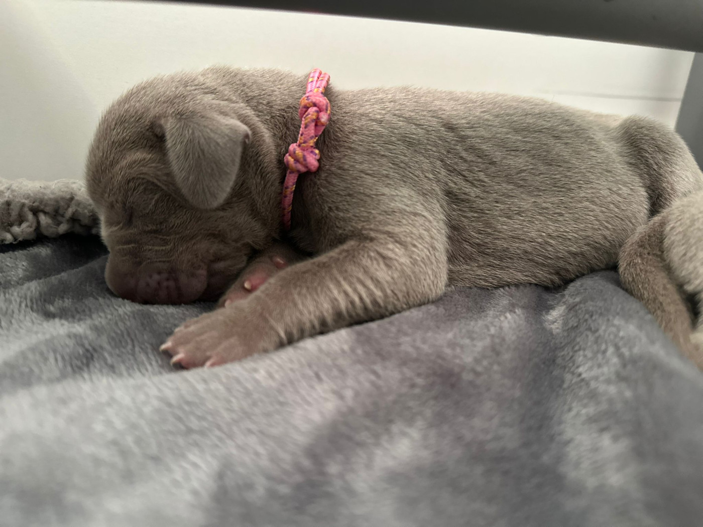 De L'Ambre d'Espoir Des Hdf - Chiots disponibles - Braque de Weimar