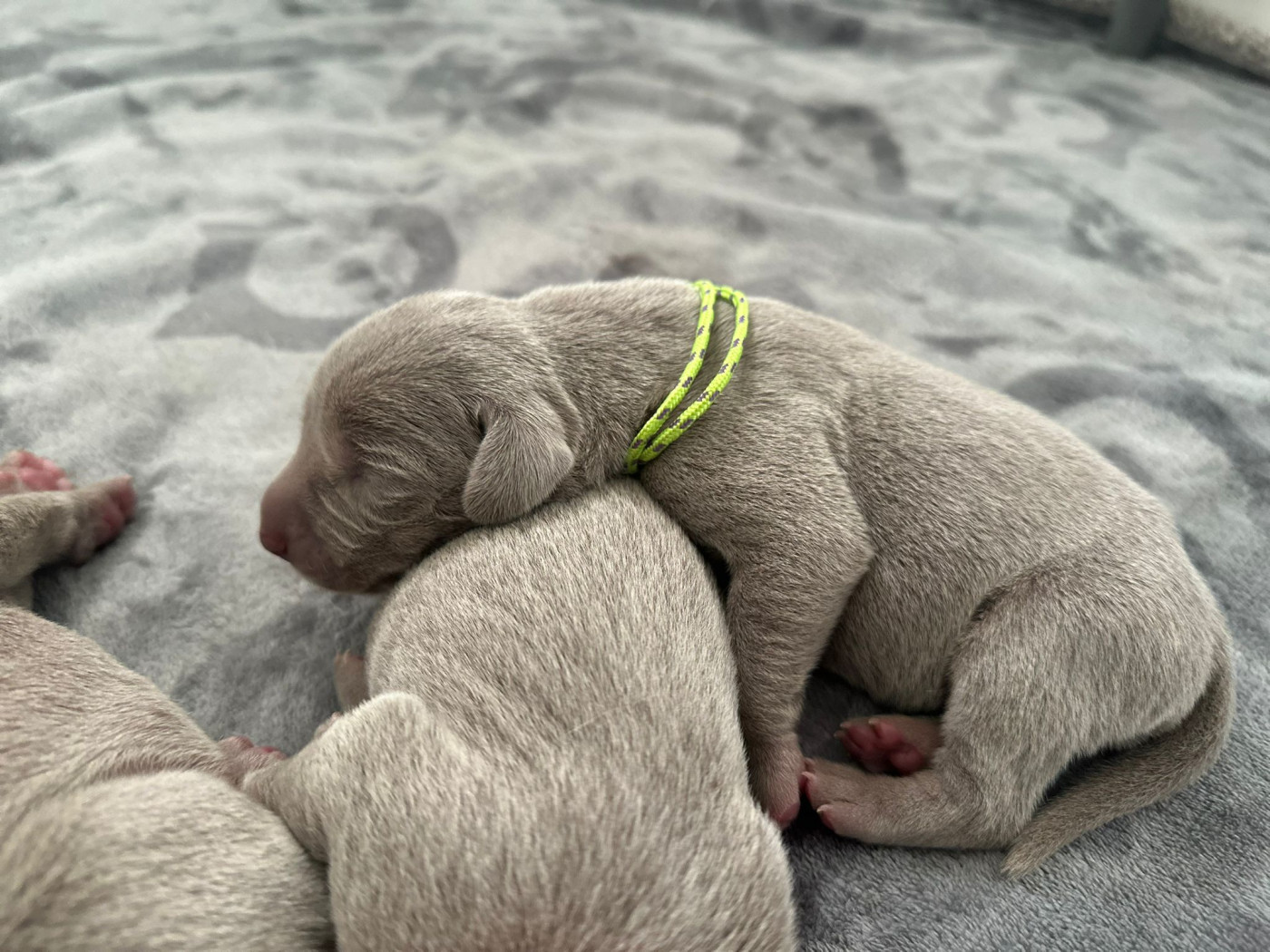 De L'Ambre d'Espoir Des Hdf - Chiots disponibles - Braque de Weimar