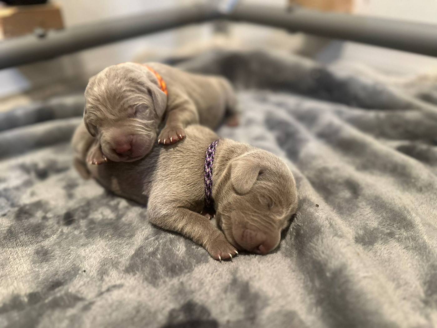 De L'Ambre d'Espoir Des Hdf - Chiots disponibles - Braque de Weimar