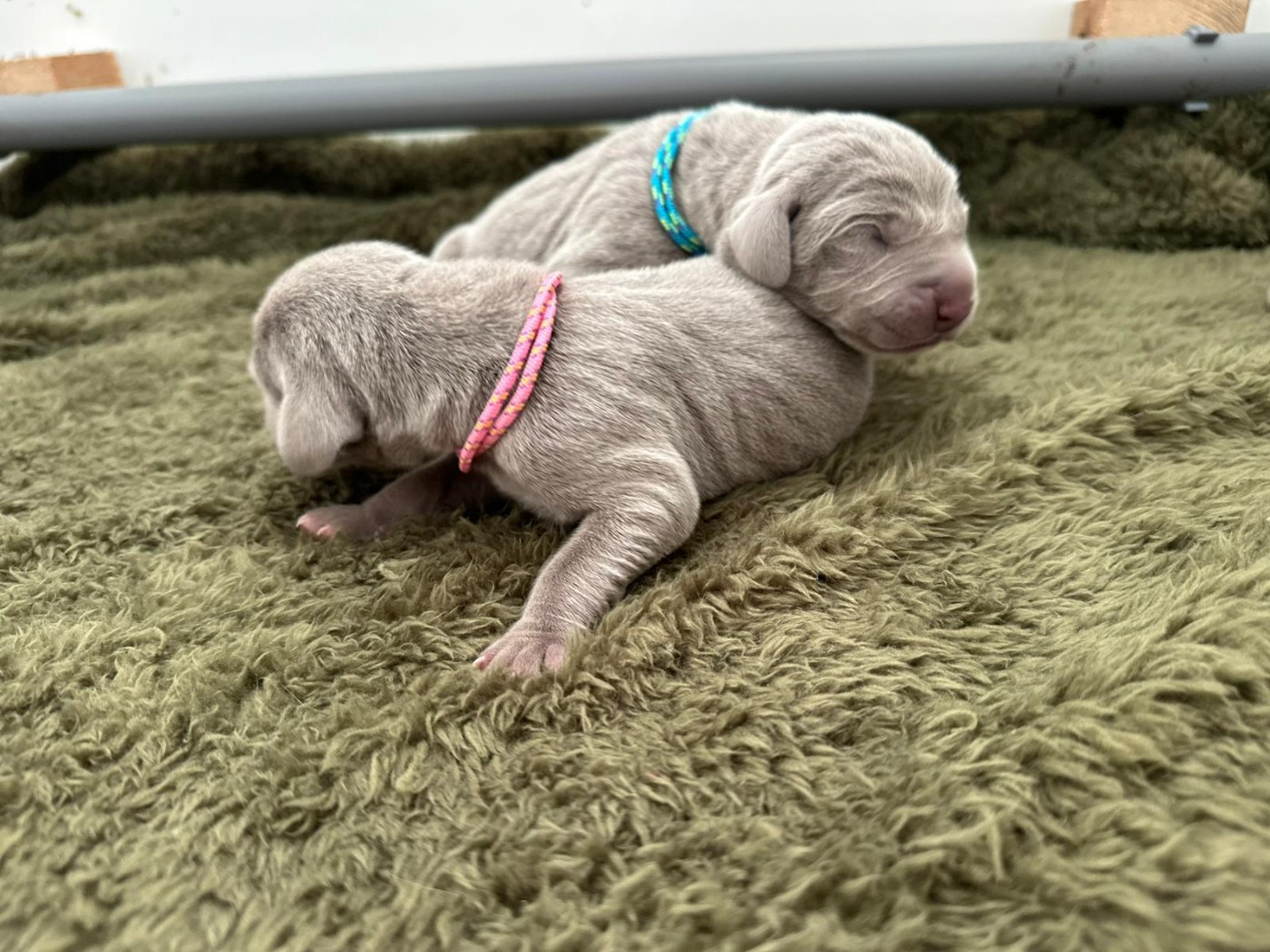 De L'Ambre d'Espoir Des Hdf - Chiots disponibles - Braque de Weimar