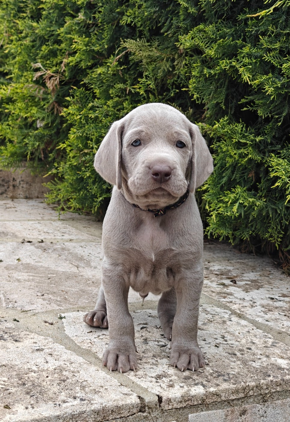 De L'Ambre d'Espoir Des Hdf - Chiots disponibles - Braque de Weimar