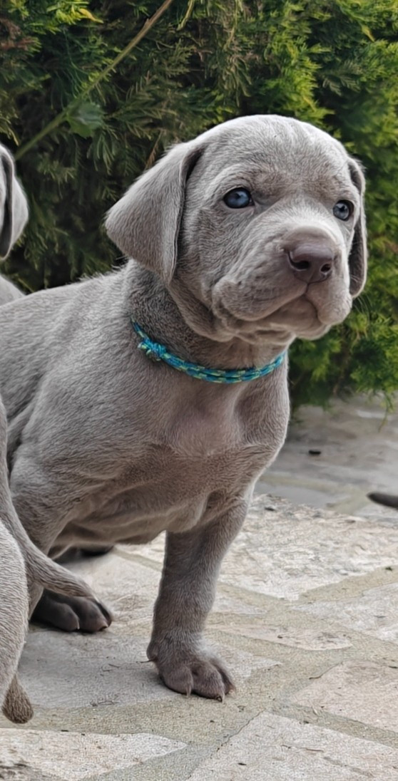 De L'Ambre d'Espoir Des Hdf - Chiots disponibles - Braque de Weimar