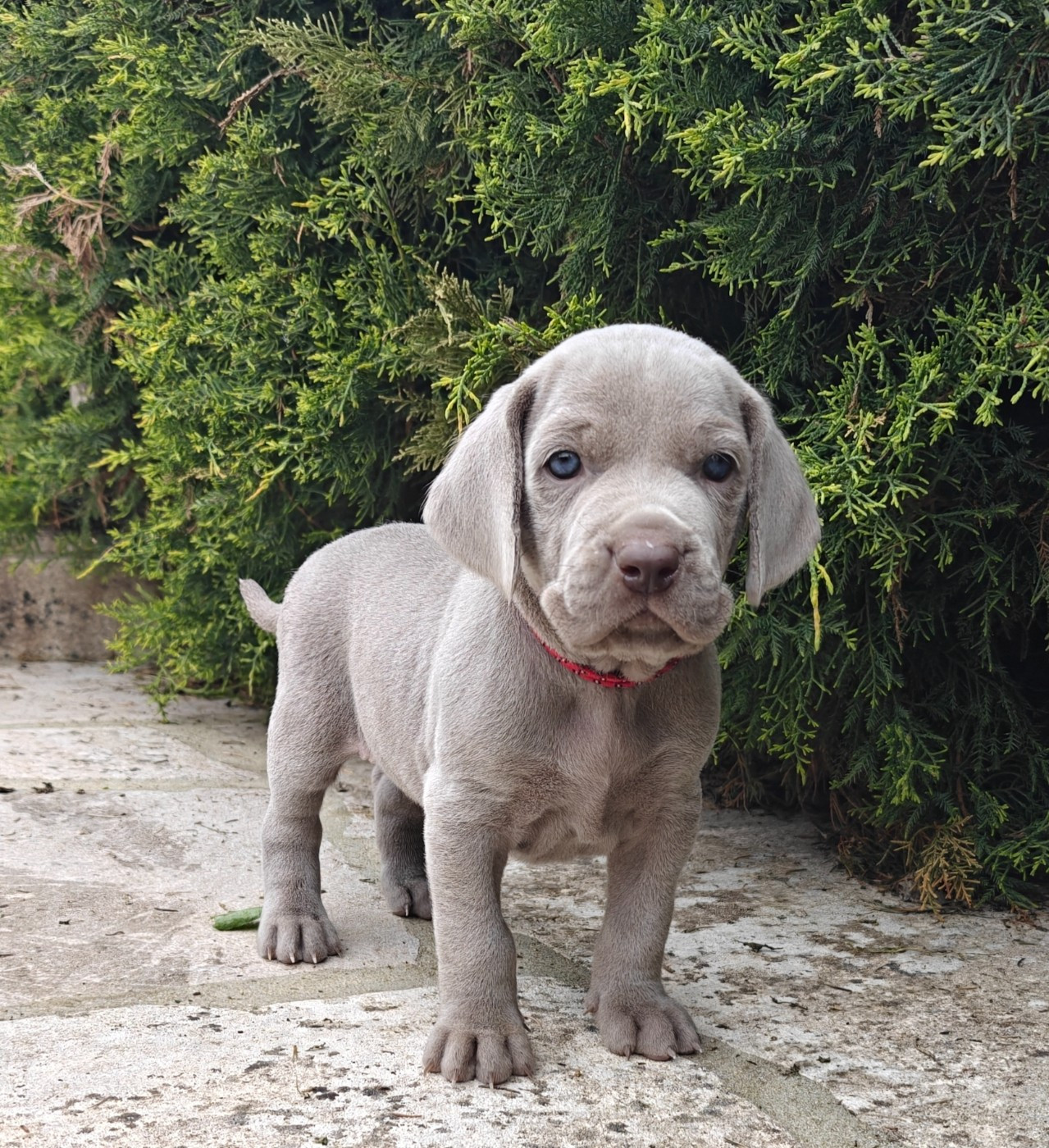 De L'Ambre d'Espoir Des Hdf - Chiots disponibles - Braque de Weimar