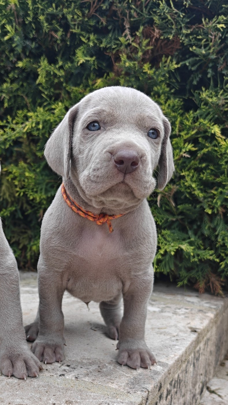 De L'Ambre d'Espoir Des Hdf - Chiots disponibles - Braque de Weimar