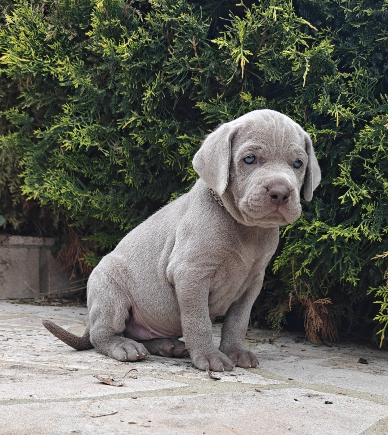 De L'Ambre d'Espoir Des Hdf - Chiots disponibles - Braque de Weimar