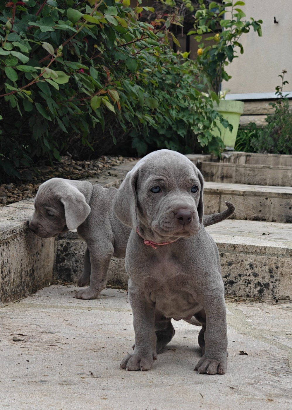 De L'Ambre d'Espoir Des Hdf - Chiots disponibles - Braque de Weimar