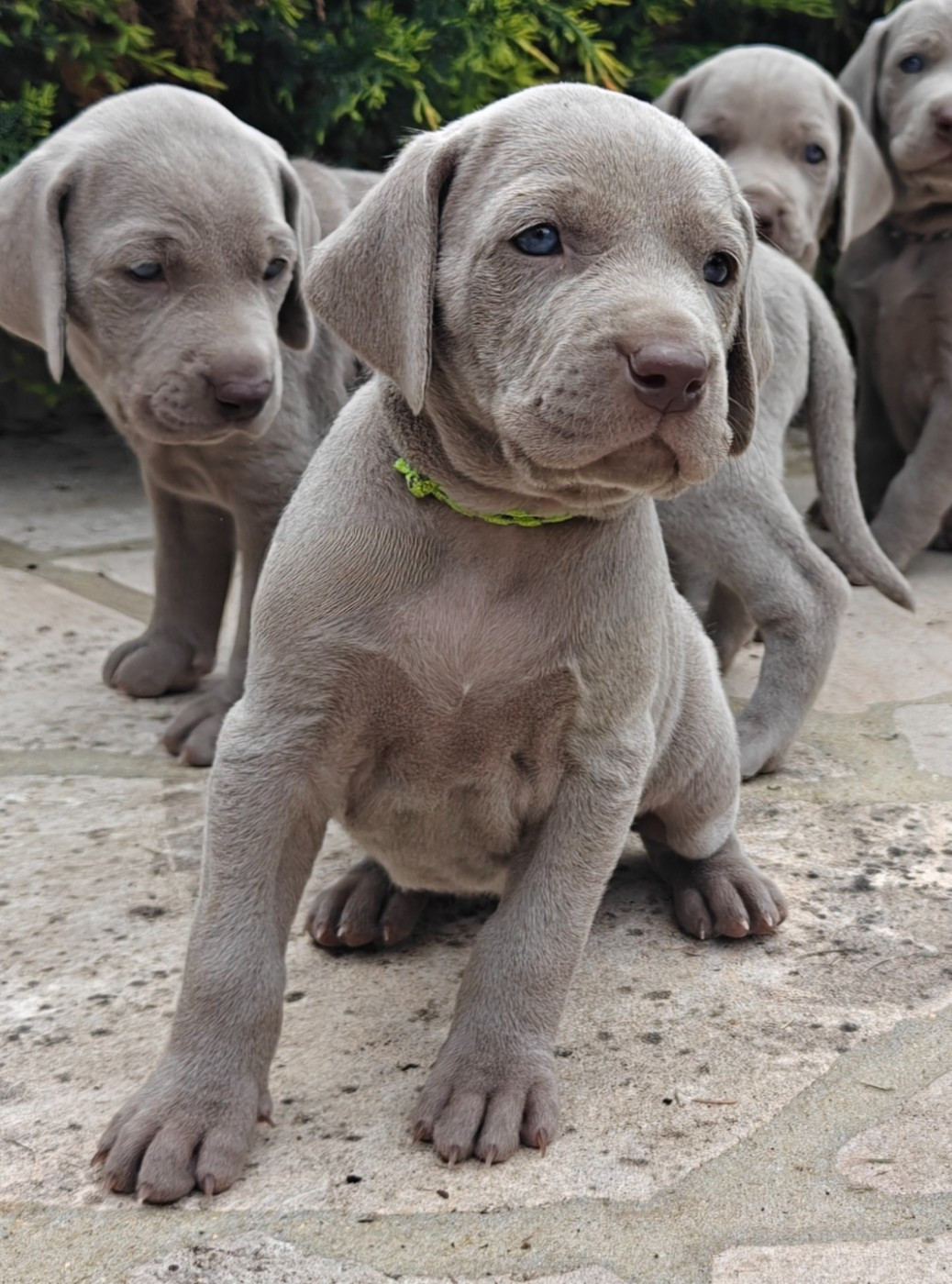 De L'Ambre d'Espoir Des Hdf - Chiots disponibles - Braque de Weimar