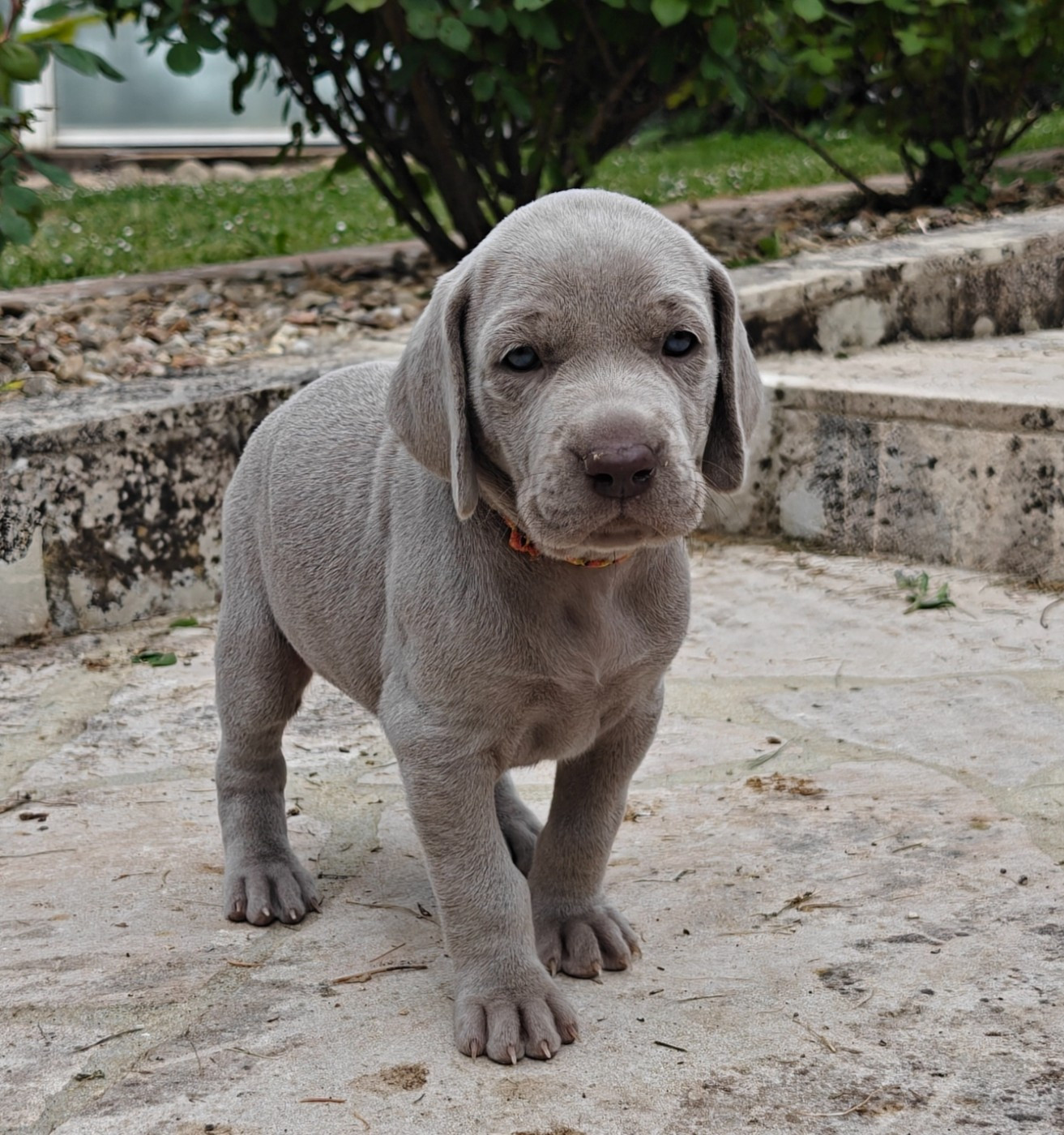 De L'Ambre d'Espoir Des Hdf - Chiots disponibles - Braque de Weimar
