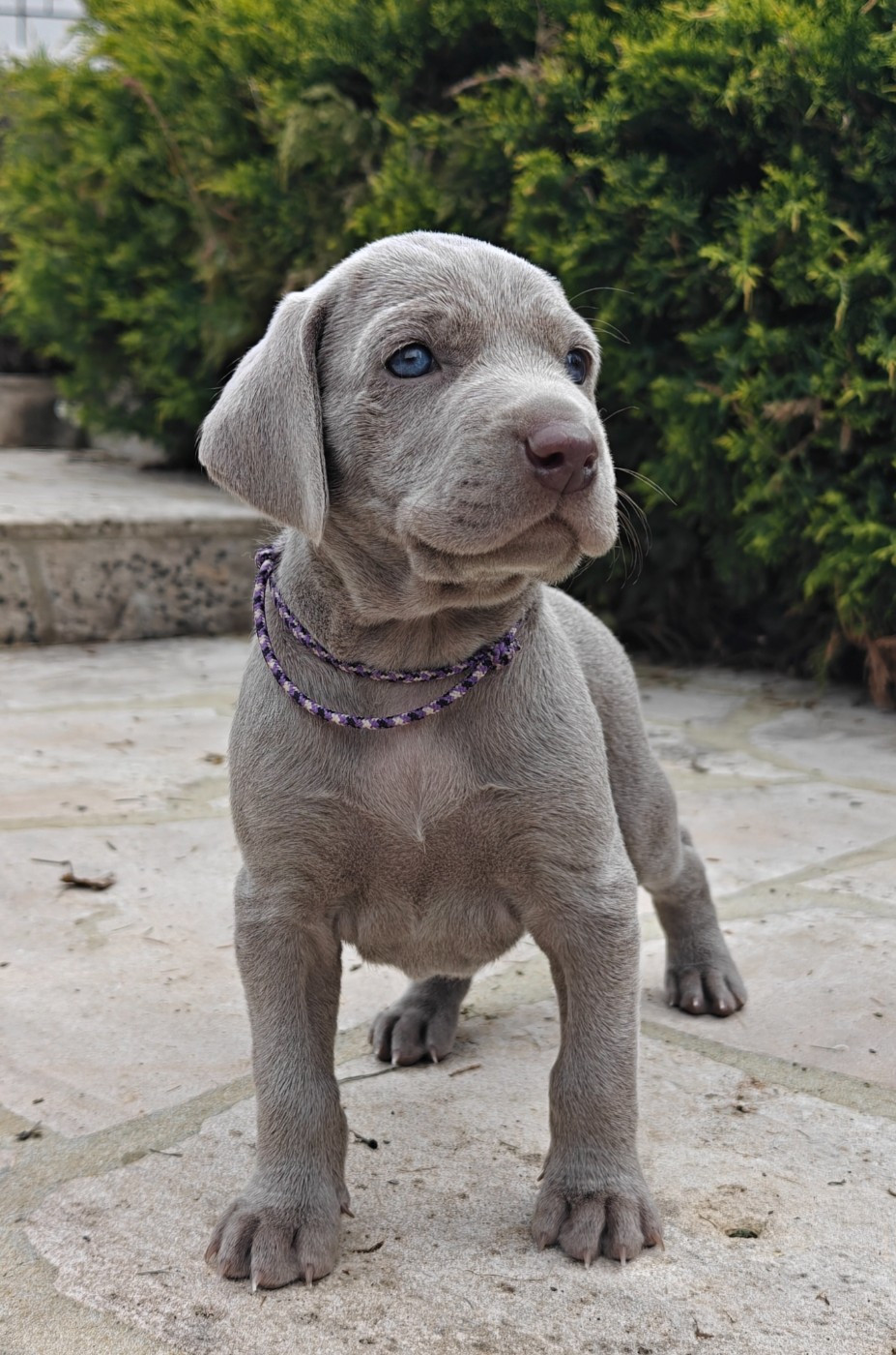 De L'Ambre d'Espoir Des Hdf - Chiots disponibles - Braque de Weimar