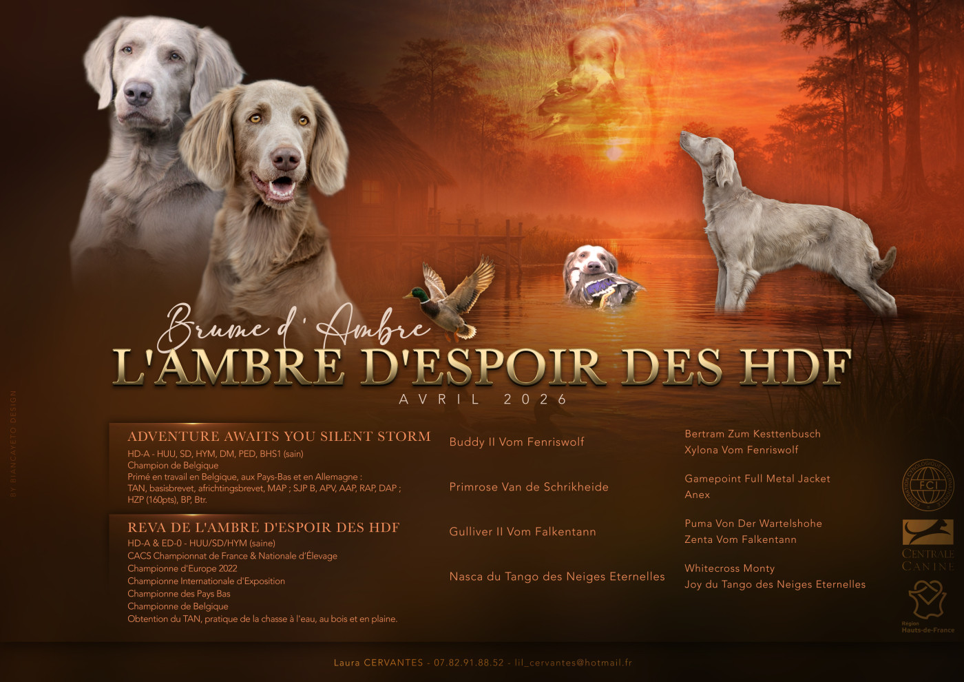 De L'Ambre d'Espoir Des Hdf - Braque de Weimar - Portée née le 05/04/2026