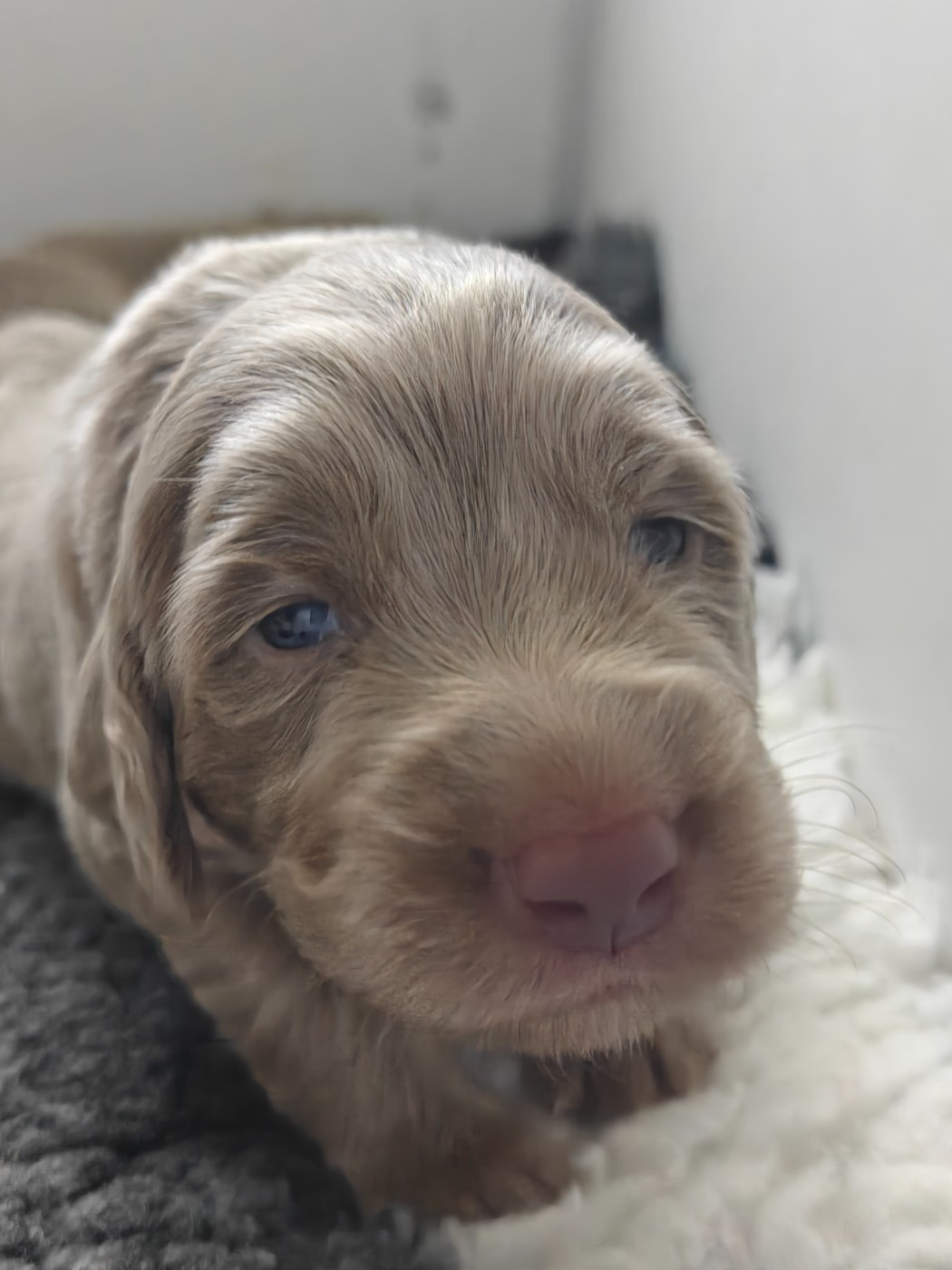 De L'Ambre d'Espoir Des Hdf - Chiots disponibles - Braque de Weimar