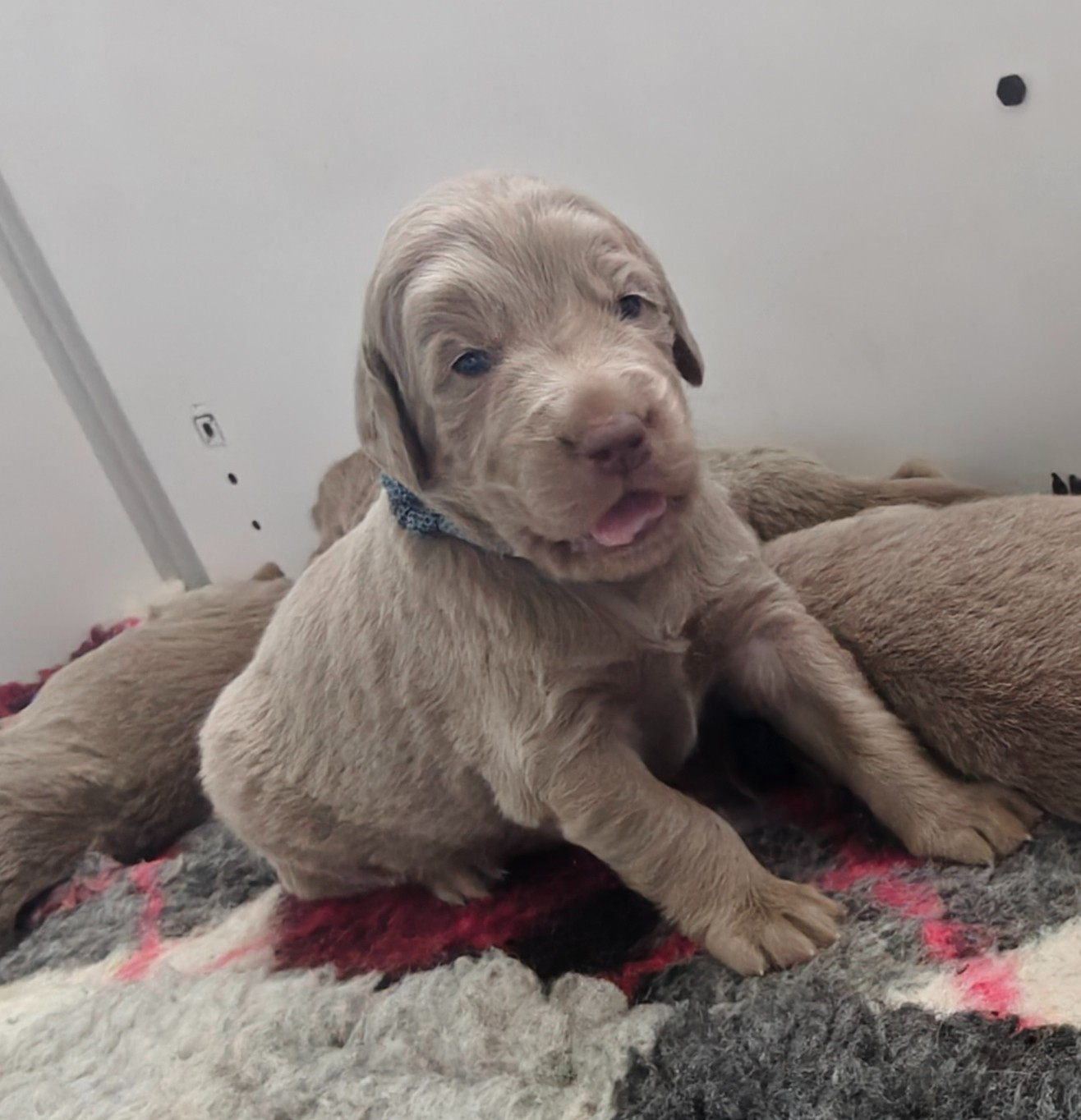 De L'Ambre d'Espoir Des Hdf - Chiots disponibles - Braque de Weimar