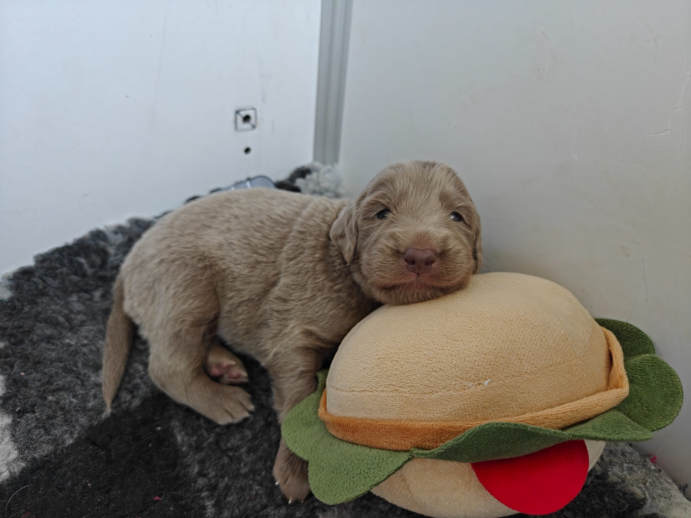 De L'Ambre d'Espoir Des Hdf - Chiots disponibles - Braque de Weimar