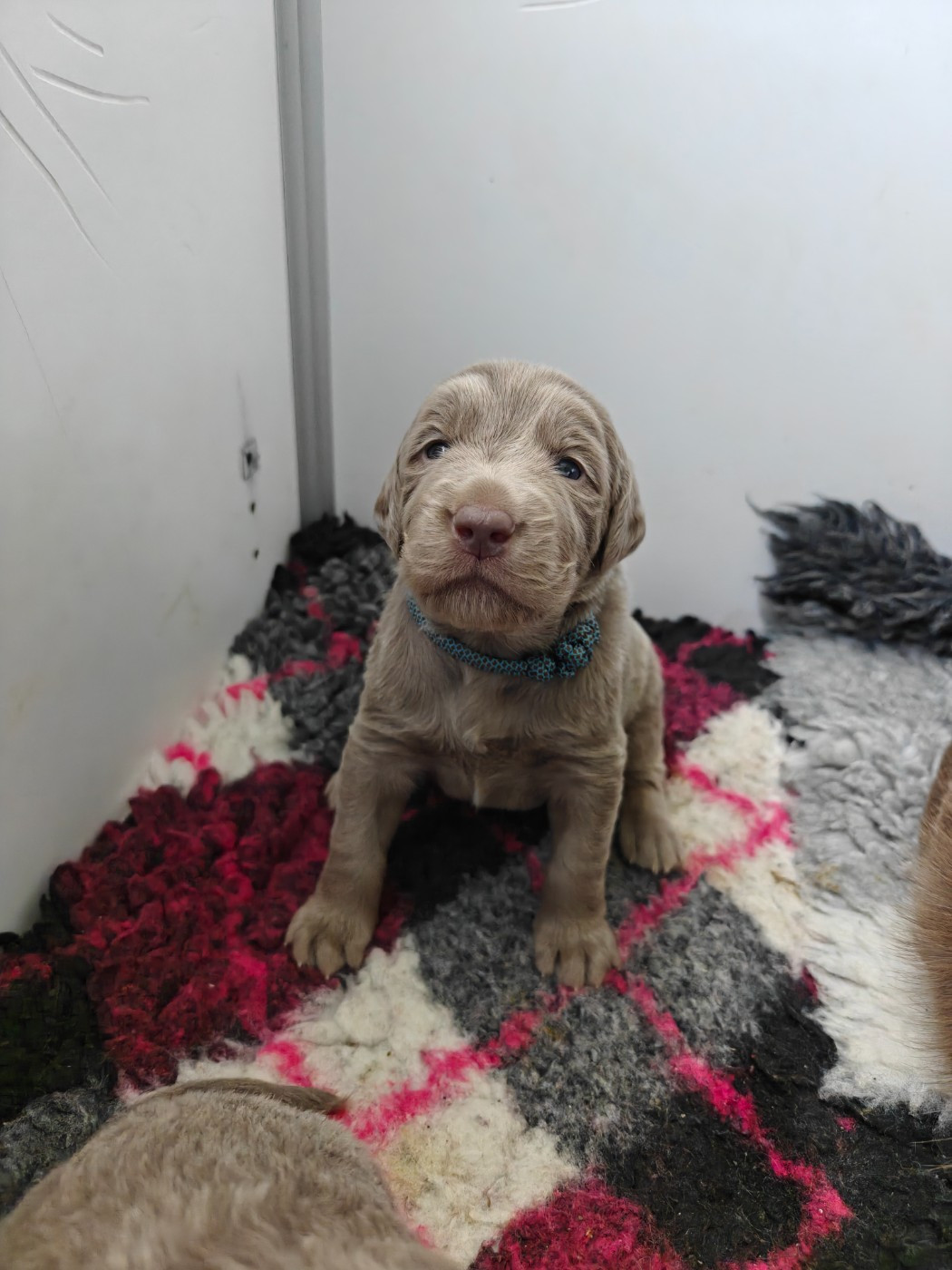 De L'Ambre d'Espoir Des Hdf - Chiots disponibles - Braque de Weimar