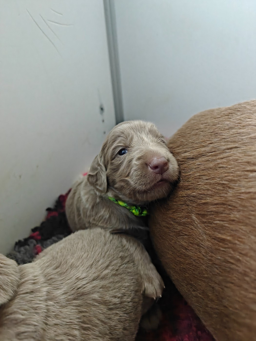 De L'Ambre d'Espoir Des Hdf - Chiots disponibles - Braque de Weimar