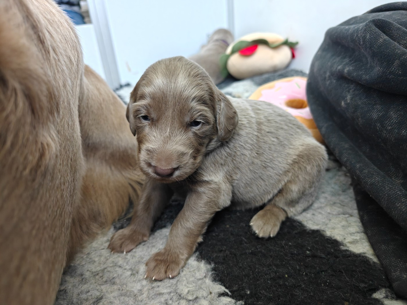 De L'Ambre d'Espoir Des Hdf - Chiots disponibles - Braque de Weimar
