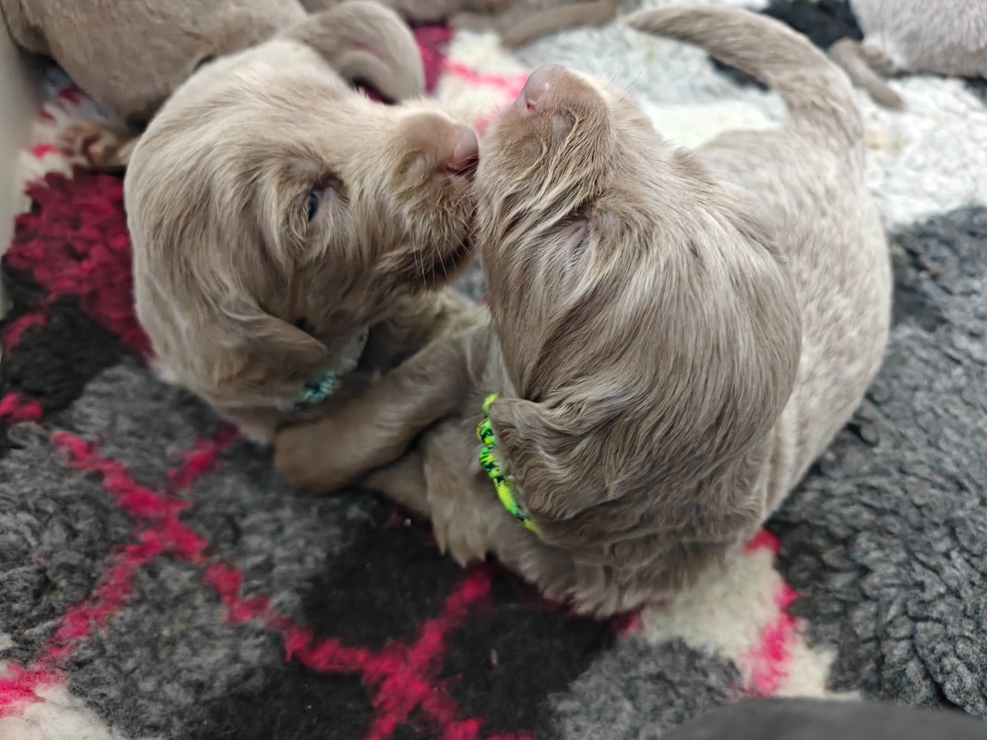 De L'Ambre d'Espoir Des Hdf - Chiots disponibles - Braque de Weimar