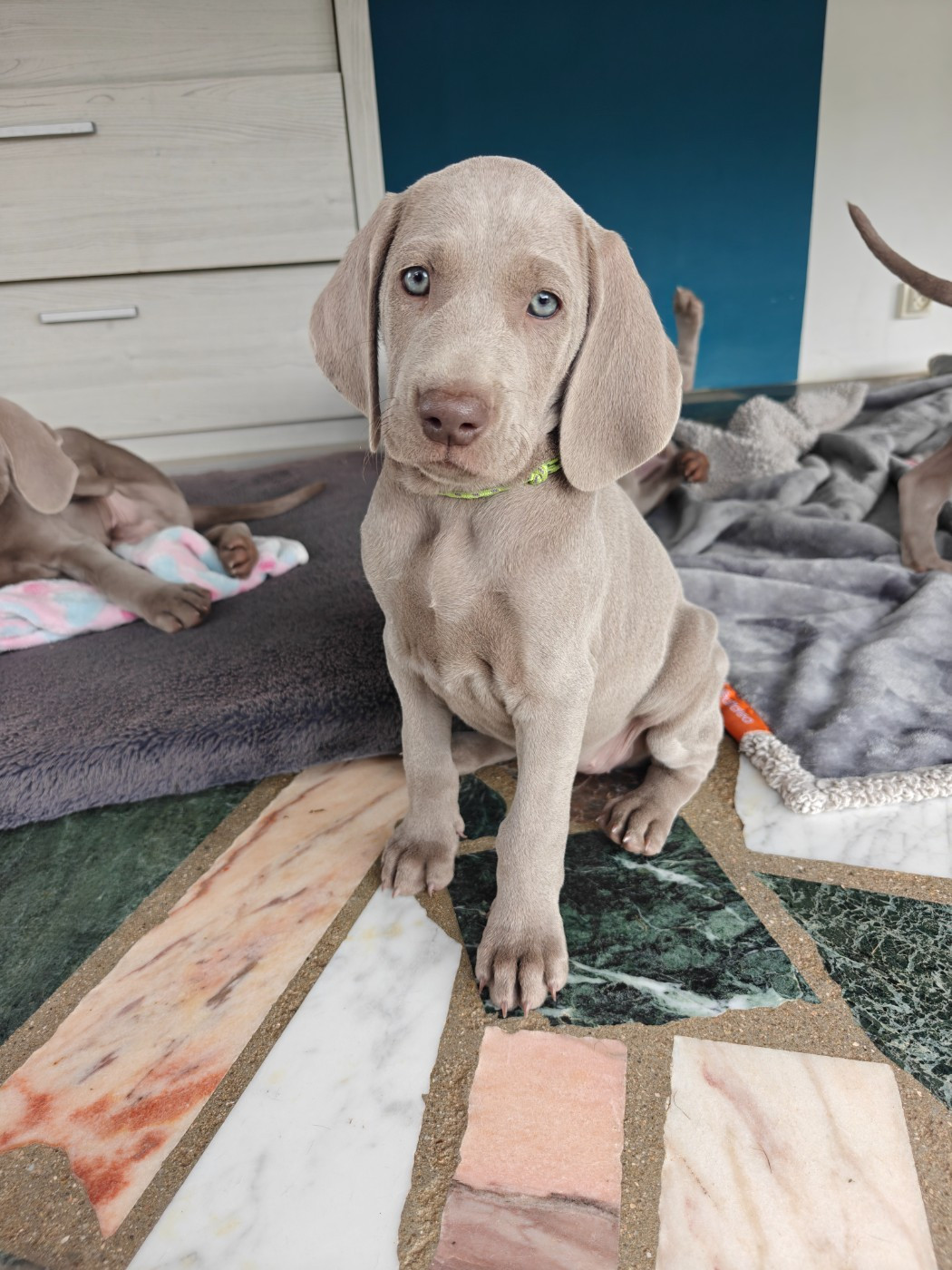 De L'Ambre d'Espoir Des Hdf - Chiots disponibles - Braque de Weimar