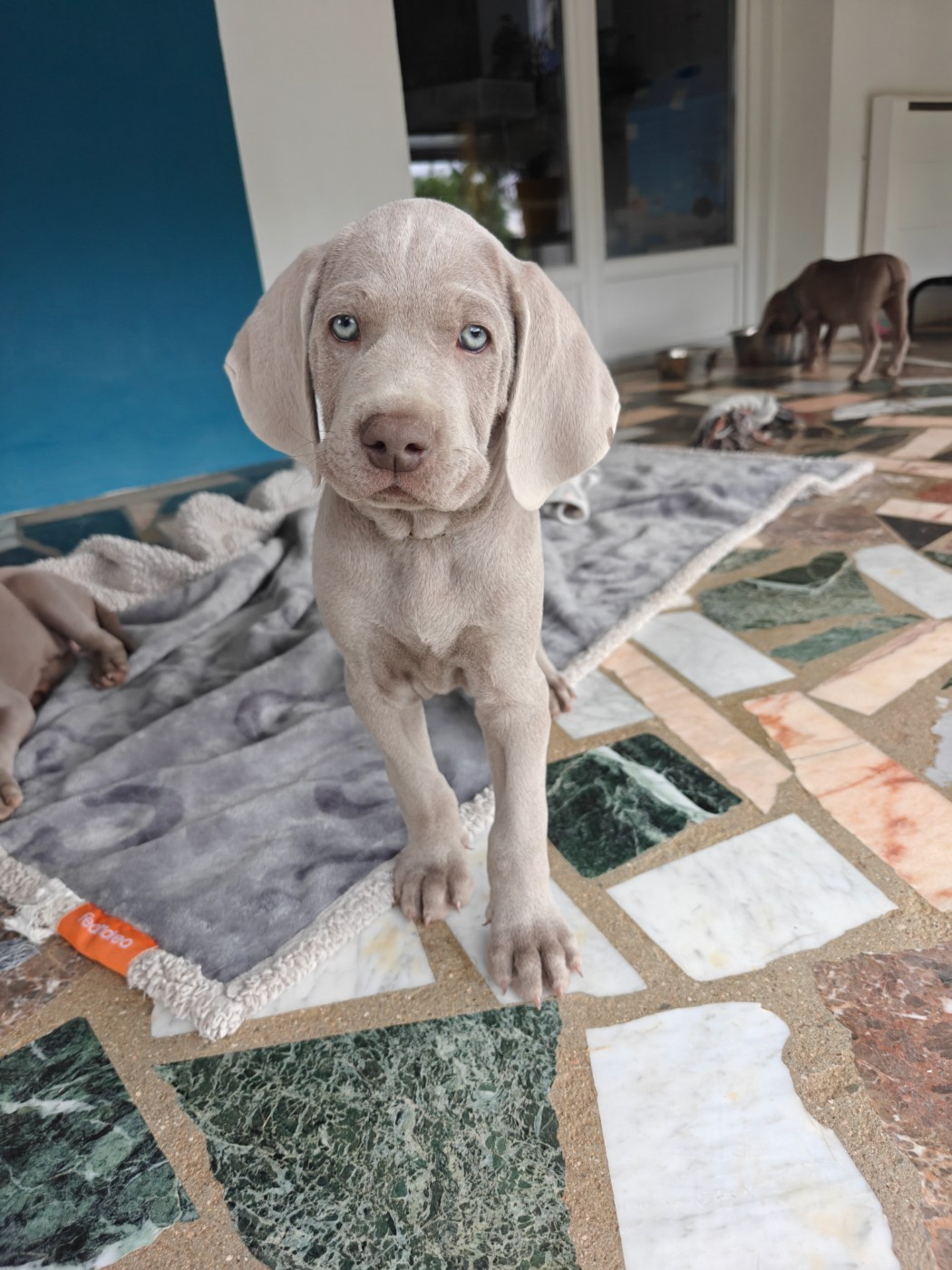 De L'Ambre d'Espoir Des Hdf - Chiots disponibles - Braque de Weimar