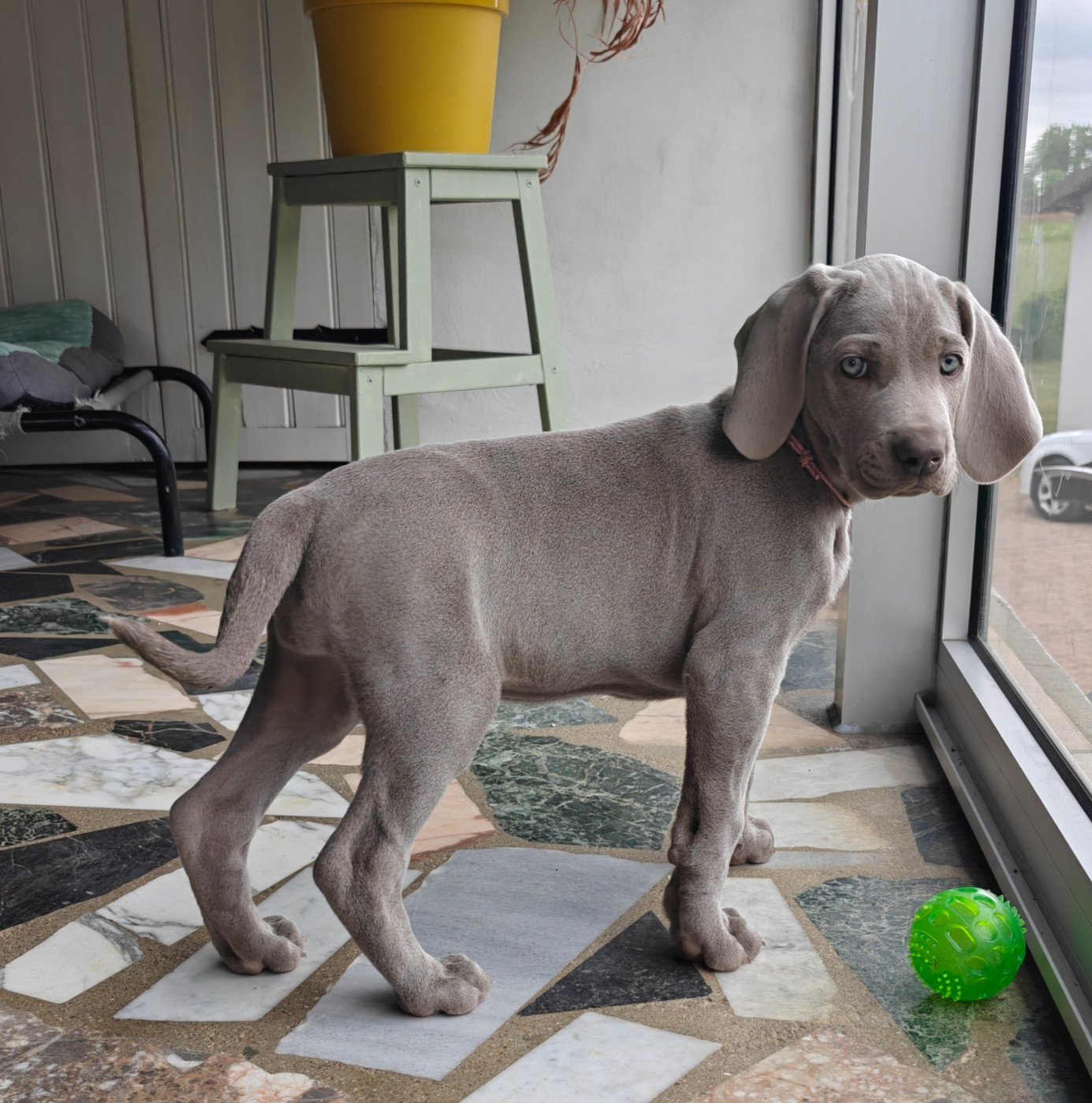 De L'Ambre d'Espoir Des Hdf - Chiots disponibles - Braque de Weimar