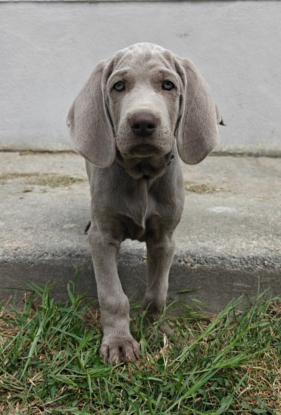 De L'Ambre d'Espoir Des Hdf - Chiots disponibles - Braque de Weimar