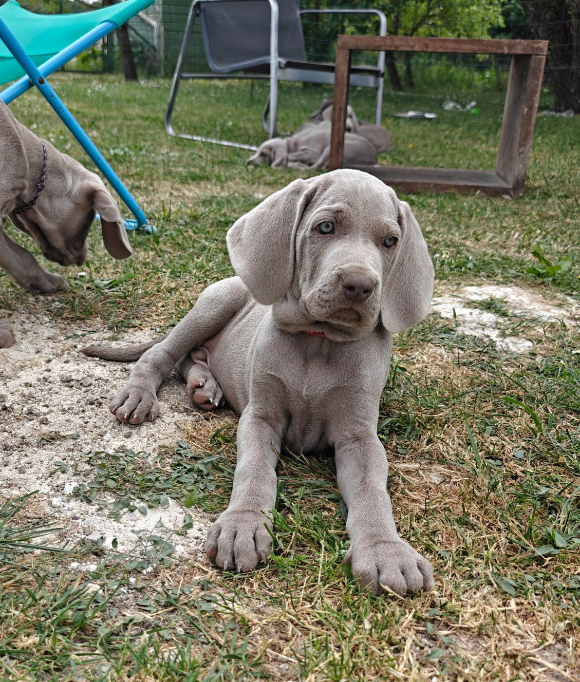 De L'Ambre d'Espoir Des Hdf - Chiots disponibles - Braque de Weimar