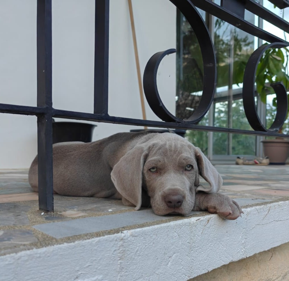 De L'Ambre d'Espoir Des Hdf - Chiots disponibles - Braque de Weimar