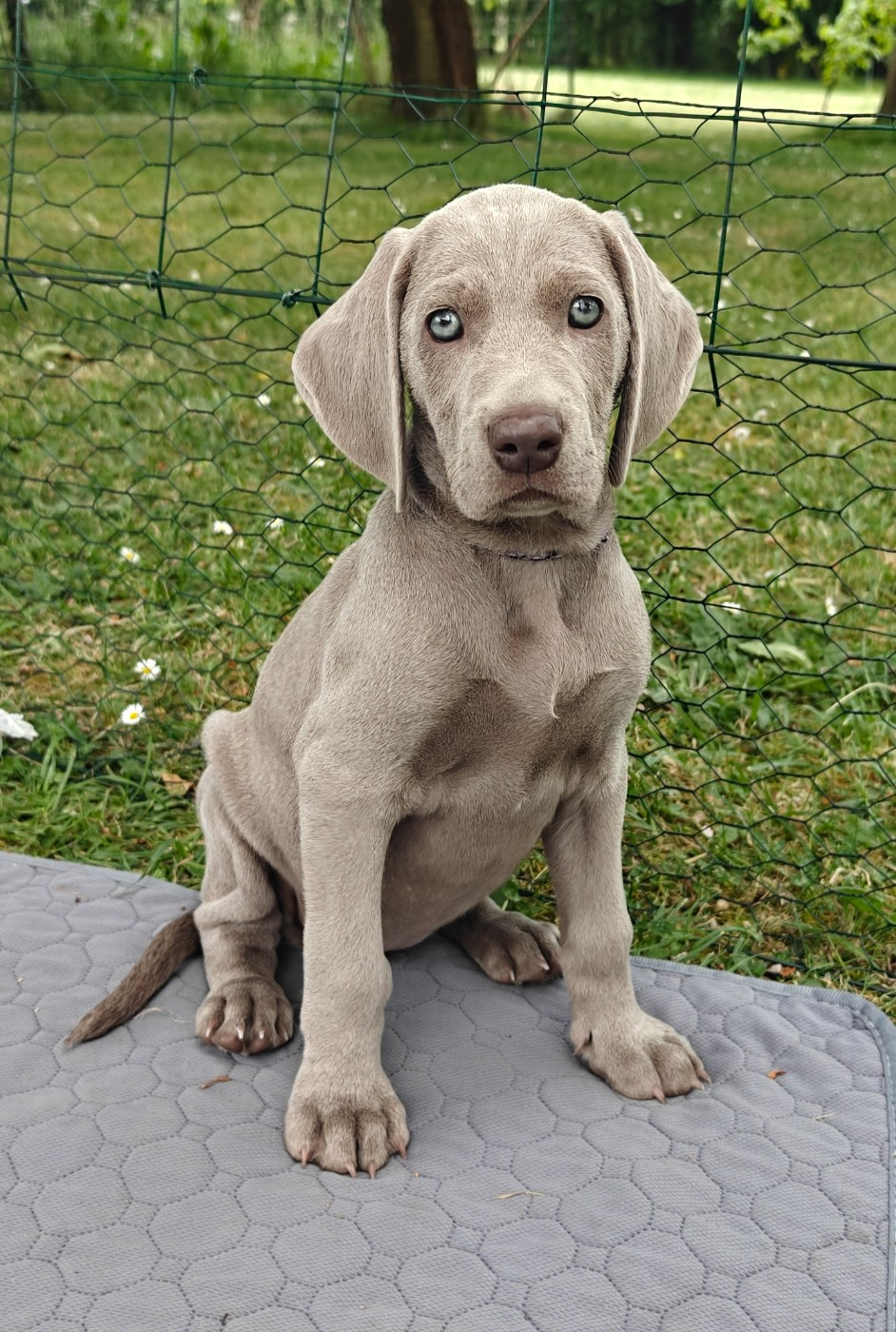 De L'Ambre d'Espoir Des Hdf - Chiots disponibles - Braque de Weimar