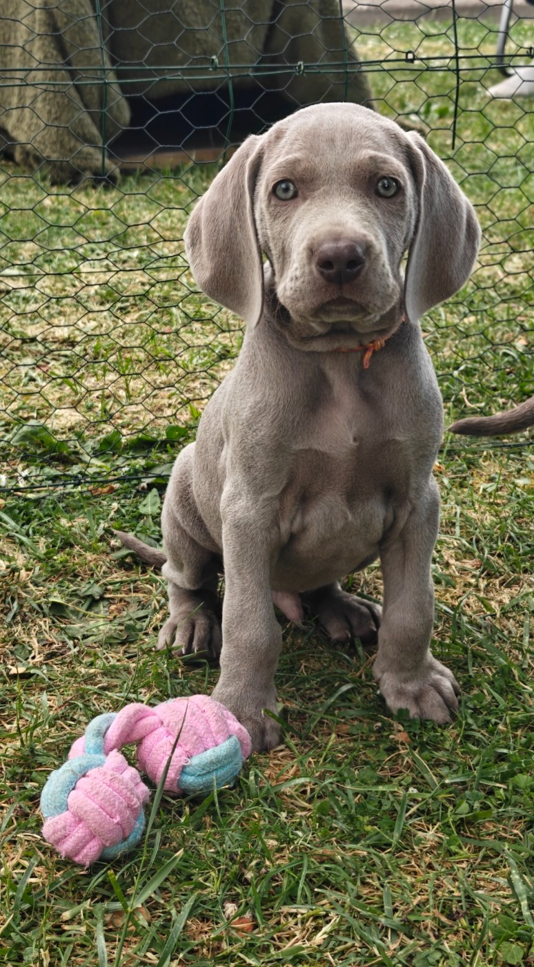 De L'Ambre d'Espoir Des Hdf - Chiots disponibles - Braque de Weimar