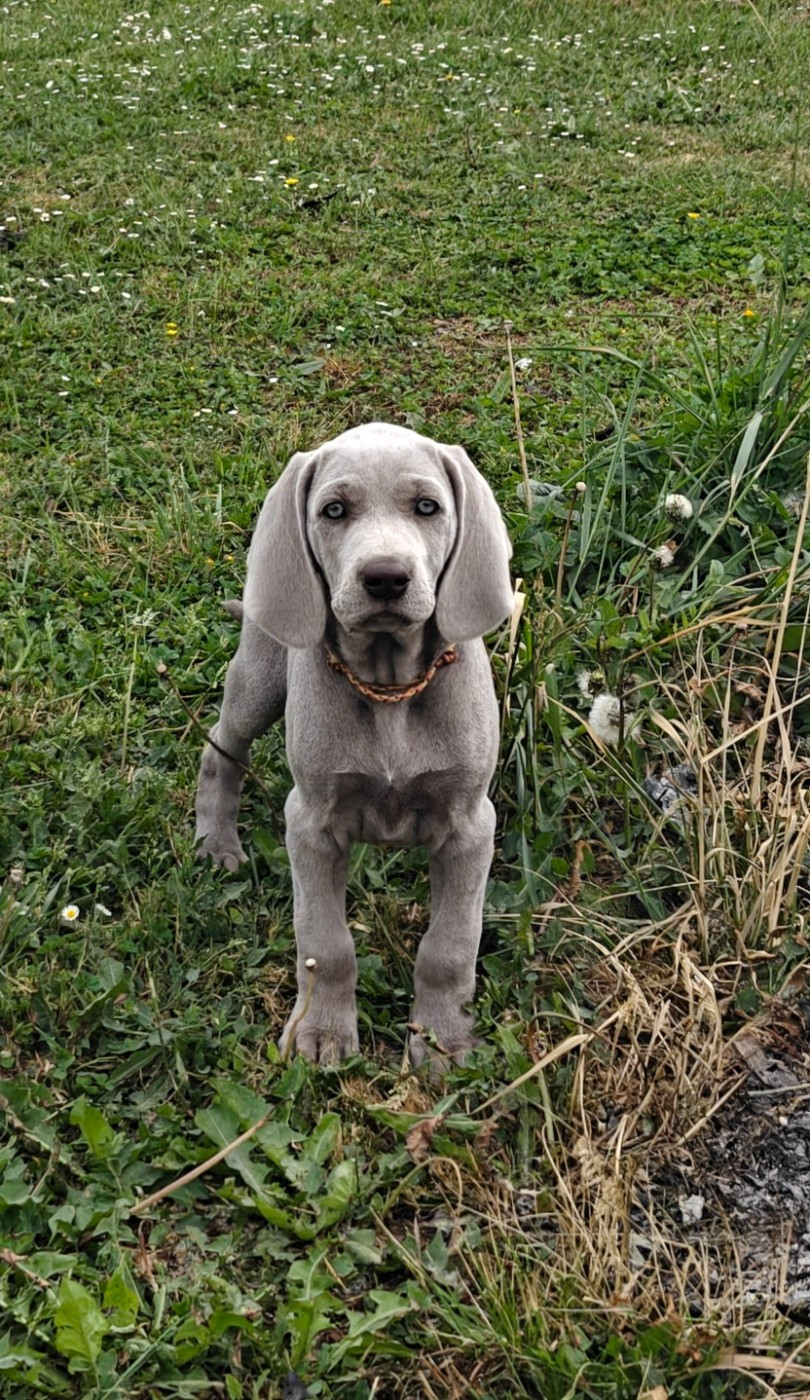 De L'Ambre d'Espoir Des Hdf - Chiots disponibles - Braque de Weimar