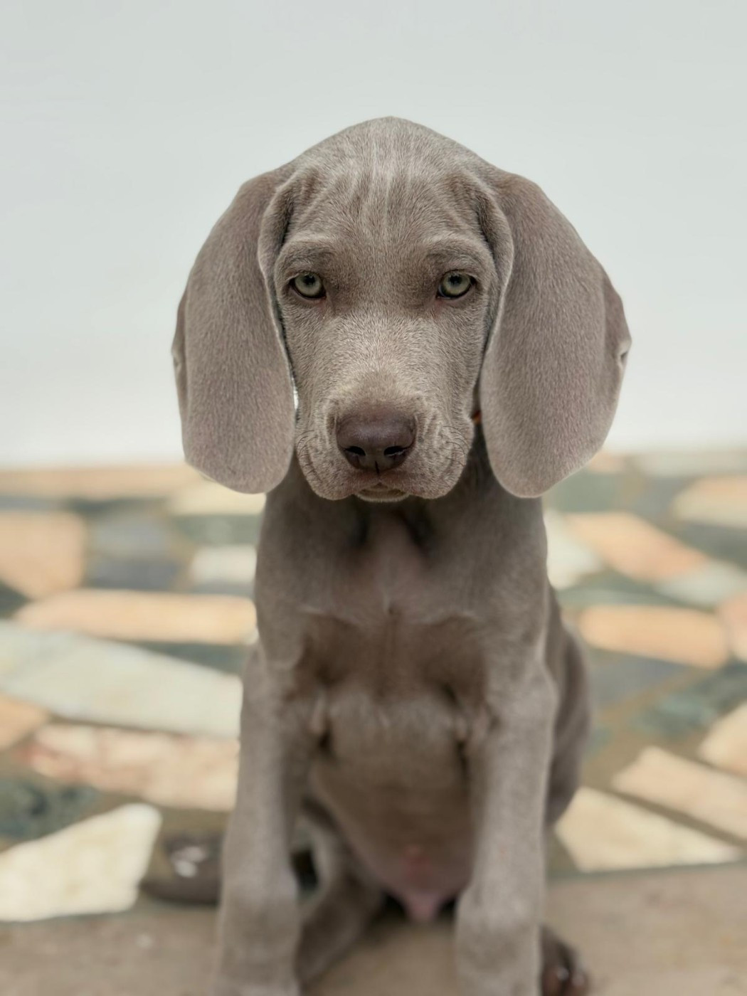 De L'Ambre d'Espoir Des Hdf - Chiots disponibles - Braque de Weimar