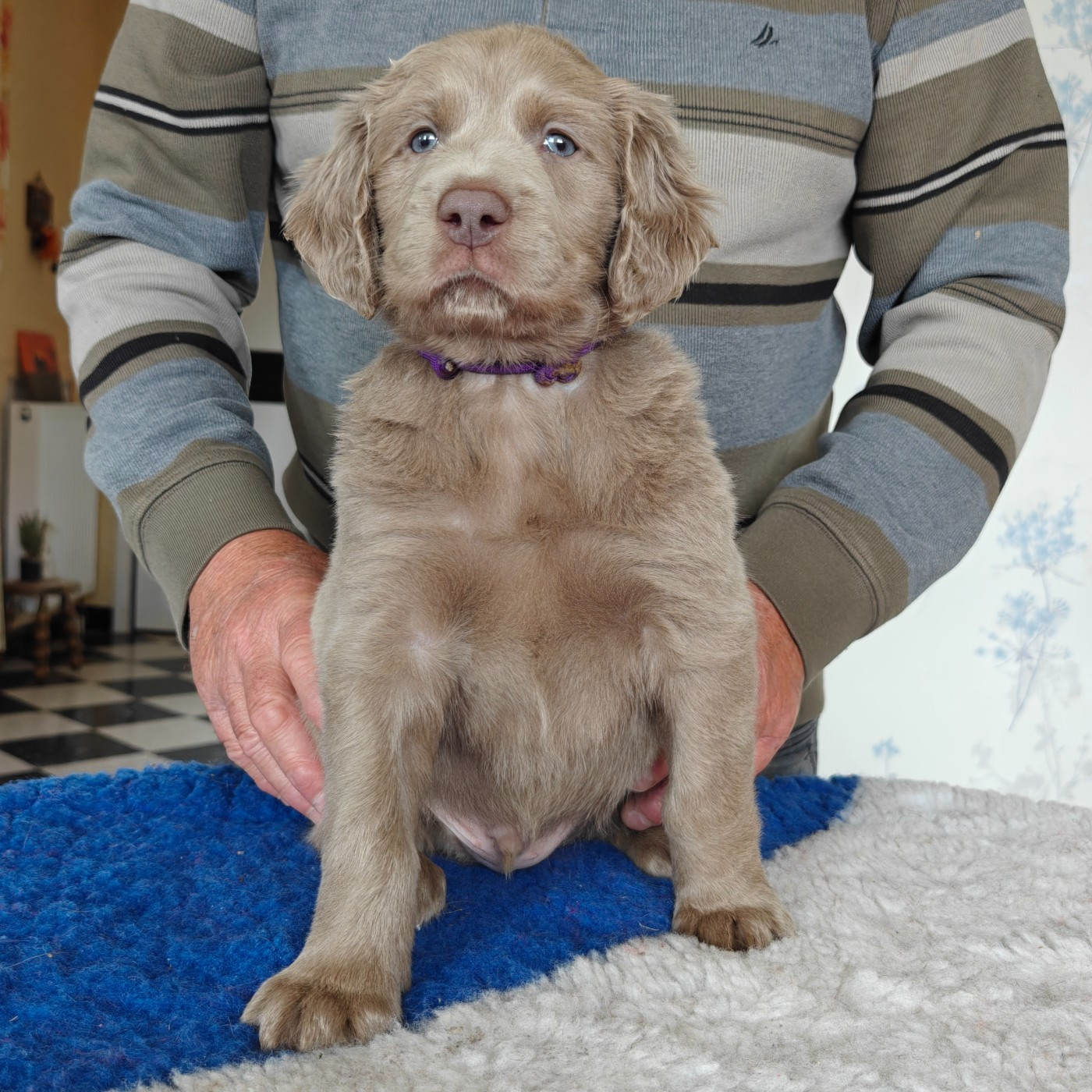 De L'Ambre d'Espoir Des Hdf - Chiots disponibles - Braque de Weimar