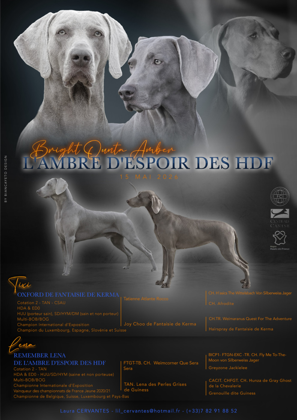 Chiot Braque de Weimar De L'Ambre d'Espoir Des Hdf