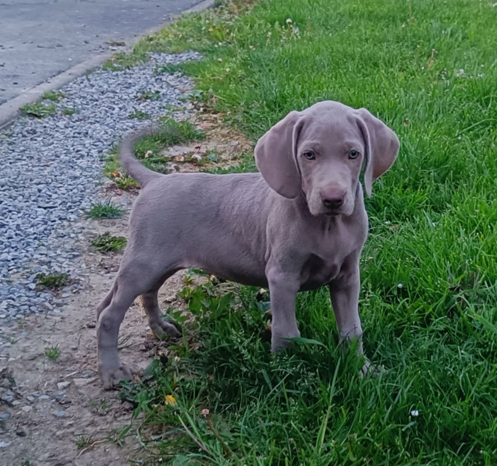 De L'Ambre d'Espoir Des Hdf - Chiots disponibles - Braque de Weimar