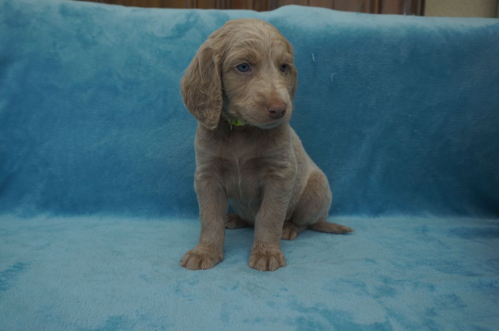 De L'Ambre d'Espoir Des Hdf - Chiots disponibles - Braque de Weimar
