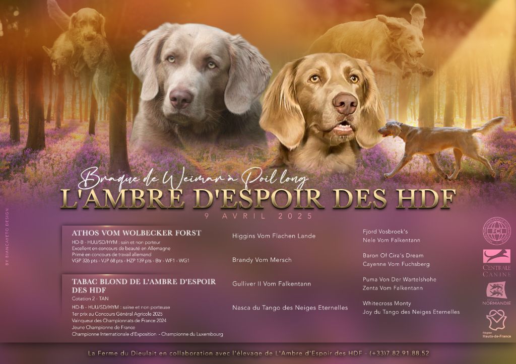 Chiot Braque de Weimar De L'Ambre d'Espoir Des Hdf