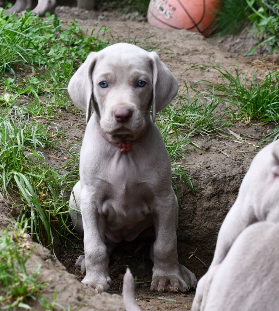 De L'Ambre d'Espoir Des Hdf - Chiots disponibles - Braque de Weimar