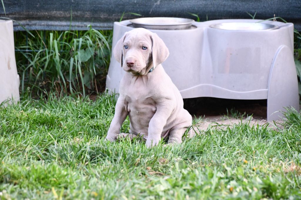 De L'Ambre d'Espoir Des Hdf - Chiots disponibles - Braque de Weimar